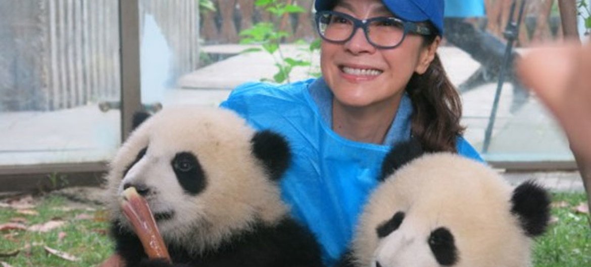 开发署亲善大使、国际影星杨紫琼在成都大熊猫基地与“启启”和“点点”合影。图片提供：联合国开发计划署
