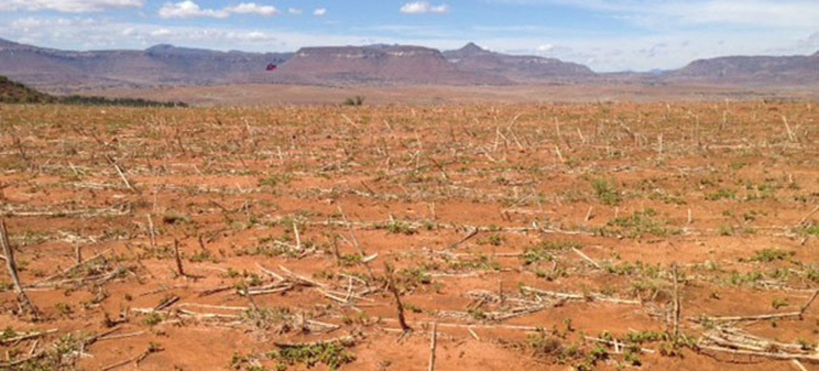 Засуха в Лесото - последствие Эль-Ниньо Фото ФАО