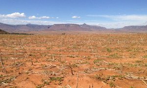Terres stériles en raison de la sécheresse provoquée par El Niño dans le pays d'Afrique australe du Lesotho. Photo : FAO