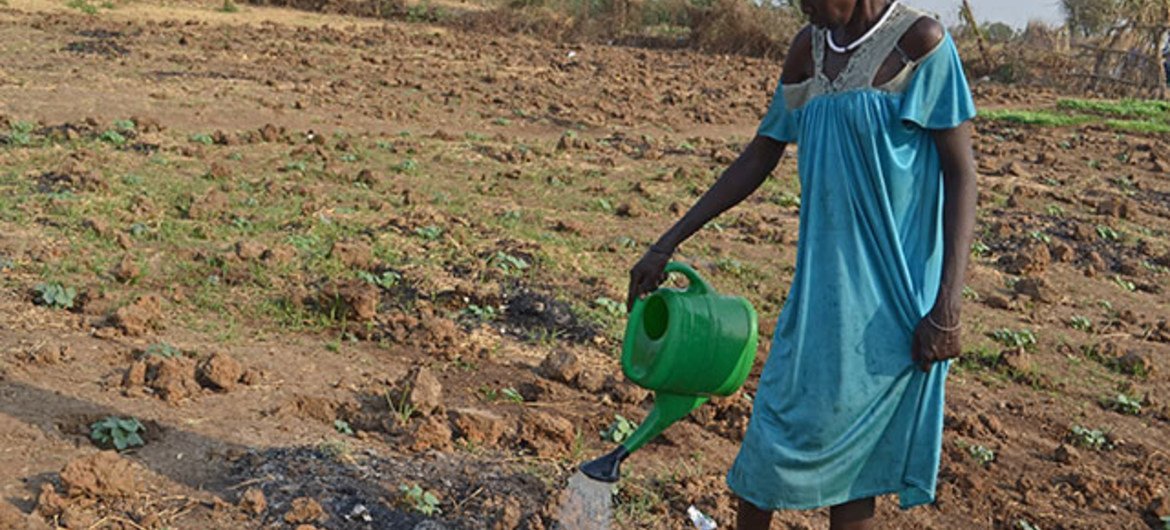 FAO seeds increase the availability of fresh vegetables in conflict-hit Akobo, South Sudan.