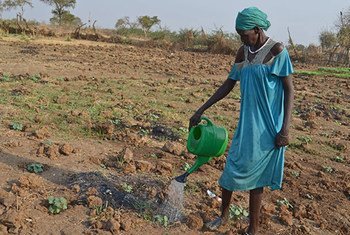 Mwanamke aliyevaa gauni la bluu na kitambaa cha kijani kibichi anamwagilia udongo mdogo uliolimwa shambani nchini Sudan kwa kutumia kopo la kumwagilia la kijani kibichi.