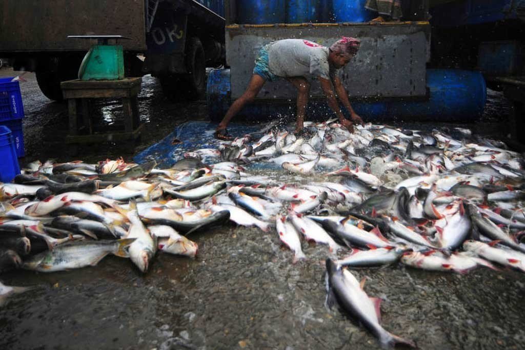 一名渔业工人正在卸载早晨捕获的鱼。
