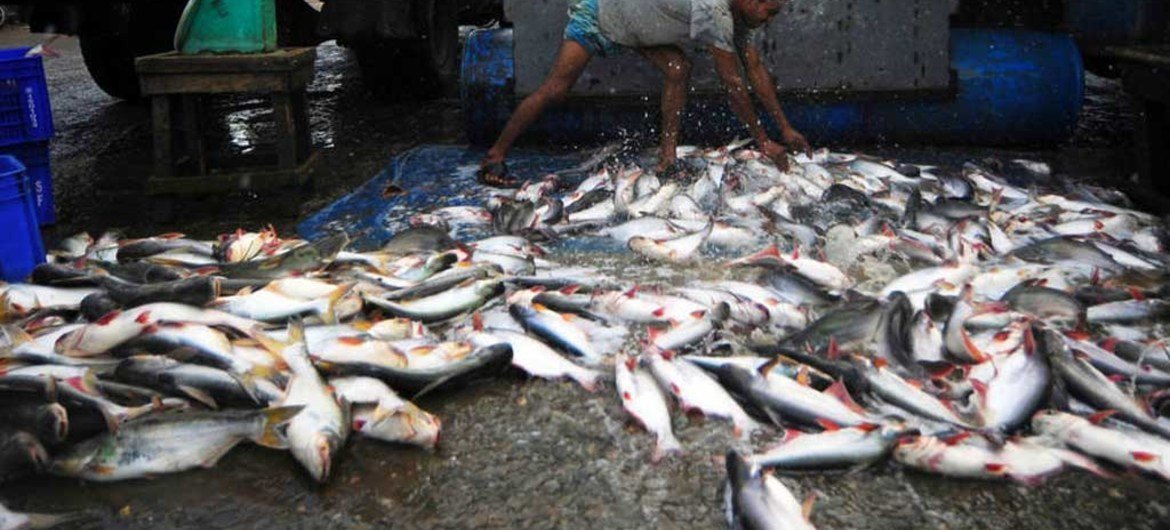 Pescas contribuem com  cerca de 1,26% para o Produto Interno Bruto dos países africanos