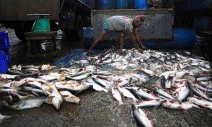 A fisheries worker unloading the morning's catch.