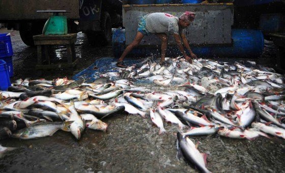 Мировое потребление рыбы на душу населения превышает 20 килограммов в год