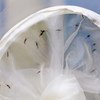 Mosquitos macho nos laboratórios da Aiea, antes de serem esterilizados usando radiação. 