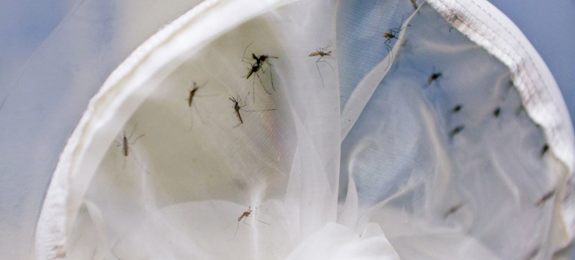 Des moustiques capturés dans un filet. Photo AIEA/Dean Calma