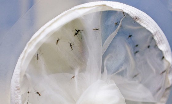 Los ministros de Salud de América discutirán estrategias de prevención de enfermedades transmitidas por virus, como el zika y el dengue. Foto de archivo: OIEA/Dean Calma