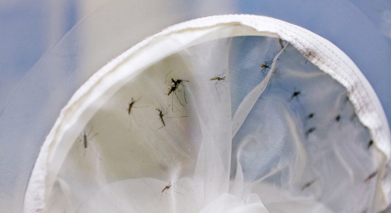 Soon-to-be sterilized male mosquitoes are clearly visible after being captured by a net.
