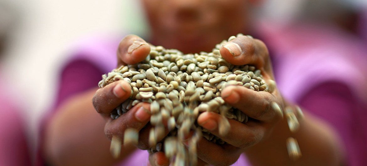 O país costumava ser um grande produtor de café, mas quase abandonou esta cultura. 