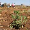 A close-up of a young tomato plant in a cultivated field, with a group of people working in the background.