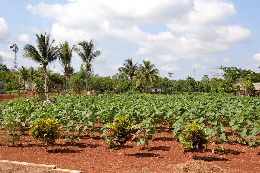 Cultures de la coopérative agricole périurbaine Vivero Alamar, Cuba