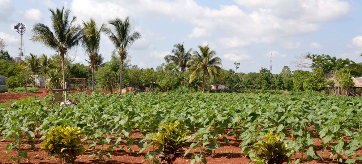 Crops at the periurban agriculture cooperative Vivero Alamar, Cuba.