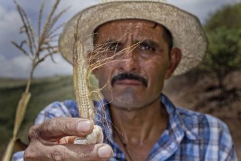 Los agricultores del Corredor Seco de Centroamérica sufren los efectos devastadores de El Niño. Foto: PMA/Francisco Fion