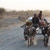 Etiopía sufre una prolongada sequía agravada por El Niño. Foto: OCHA/ Charlotte Cans
