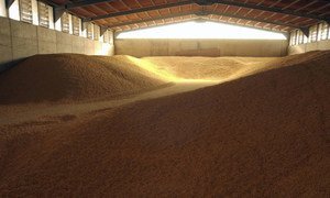 Maize stored for livestock consumption near Rome, Italy.