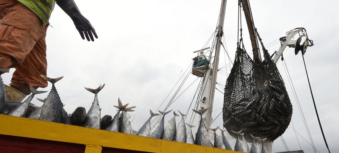 在科特迪瓦阿比让的一个码头，一艘渔船正在卸载捕获的金枪鱼。 粮农组织图片/Sia Kambou