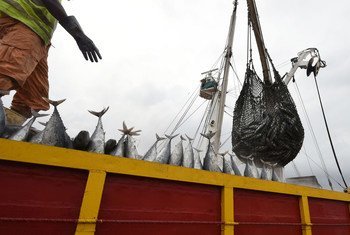 Descarga de atún en el puerto de Abidjan, en Costa de Marfil. 