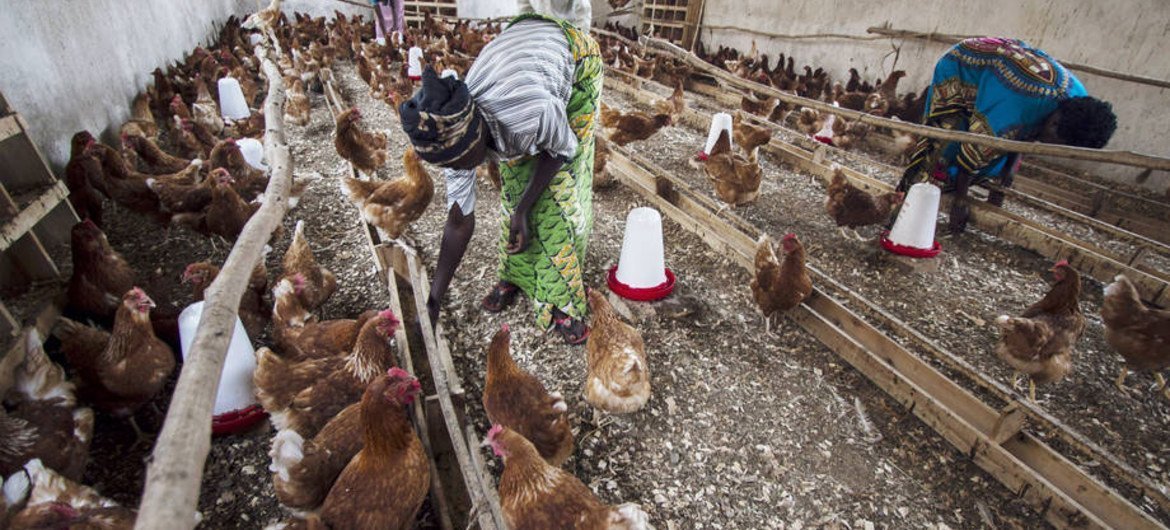 喀麦隆爆发H5N1禽流感病毒   粮农组织图片/Isaac Kasamani