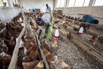 喀麦隆发现l了H5N1禽流感病毒。（资料图片）