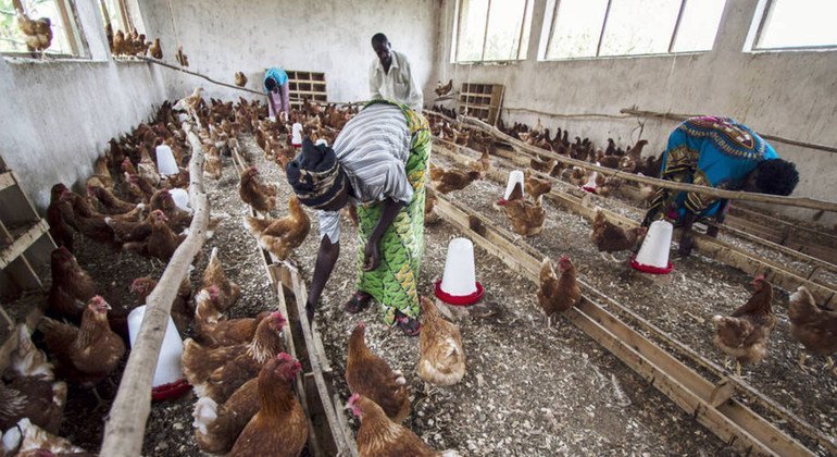 El virus H5N1 de la gripe aviar se ha detectado en seis países de África central y occidental. Foto: FAO/Isaac Kasamani