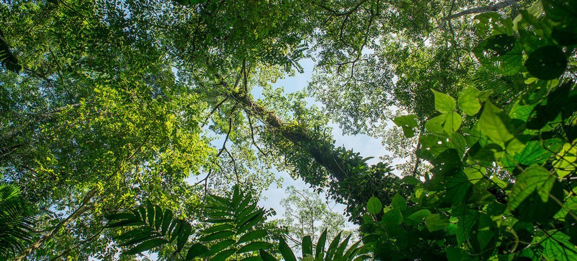 Une forêt. Photo Programme ONU-REDD