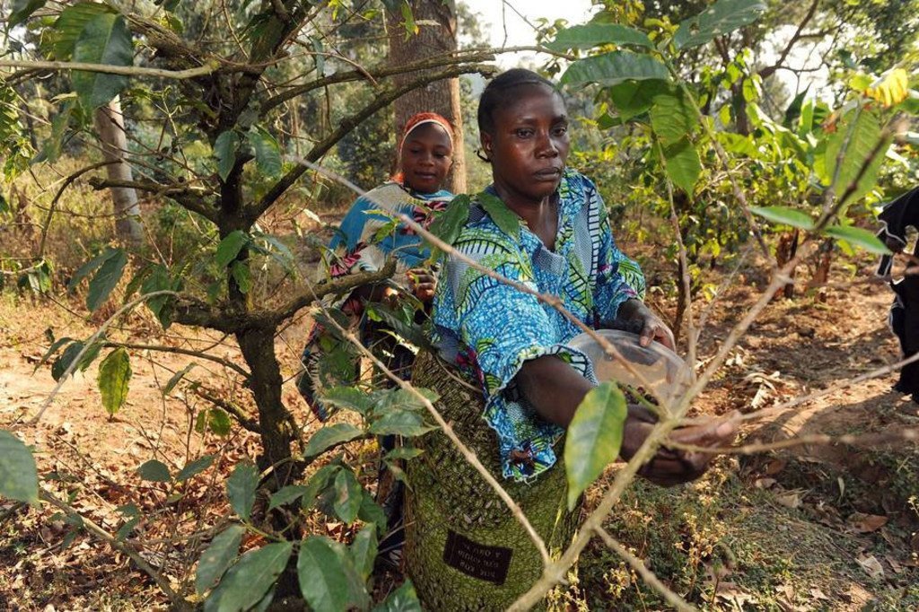 Des agriculteurs agro-forestiers durant la récolte à Kigoma, en Tanzanie. Les forêts font partie intégrante de la politique agricole nationale visant à protéger les terres arables de l'érosion et à augmenter la production agricole.