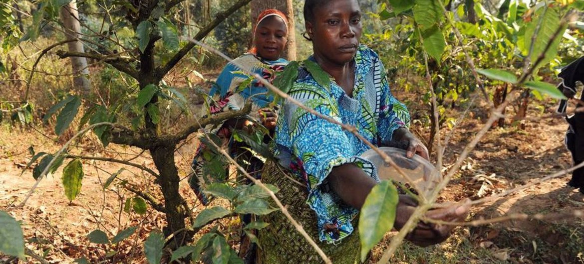 Des agriculteurs agro-forestiers durant la récolte à Kigoma, en Tanzanie. Les forêts font partie intégrante de la politique agricole nationale visant à protéger les terres arables de l'érosion et à augmenter la production agricole.