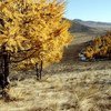 Larch trees in Mongolia’s Altansumber forest.