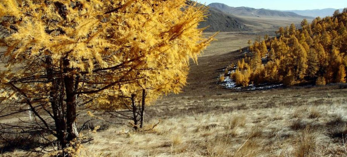 أشجار الصنوبر في غابات منغوليا. المصدر: الفاو / شون غالاغر