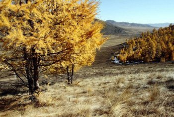 Larch trees in Mongolia’s Altansumber forest.