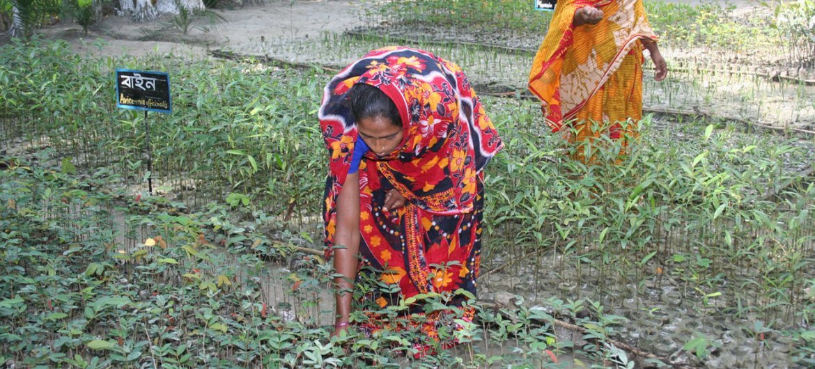 Des femmes à Char Kukri-Mukri, au Bangladesh, entretiennent de jeunes arbres censés devenir une forêt de mangrove pour protéger la côte de l'érosion. Photo : PNUD