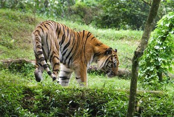 The Sumatran tiger is classified as a critically endangered species on the Indonesian island of Sumatra. This smallest sub-species of the tiger once also lived on Bali and Java, but became extinct in the 21st century.