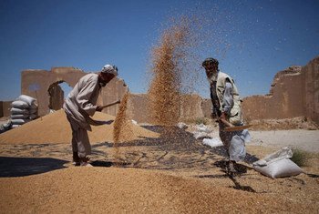 Deux hommes battent du blé pour en extraire les graines