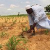 Kukarata, nord-est du Nigéria : un agriculteur déplacé prépare son champ avant de planter.