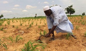 A displaced farmer preparing land before planting in Kukarata, northeastern Nigeria.