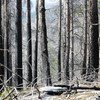 Des arbres après un incendie de forêt à Mykland, en Norvège. L’ONU appelle les Etats à inclure les risques d’incendies dans leurs stratégies nationales et locales de réduction des risques de catastrophes.