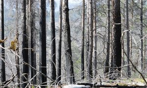 Evidence of a forest fire in Mykland, Norway.