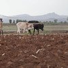 Эрозия почвы приведет к сокращению производства продовольствия 