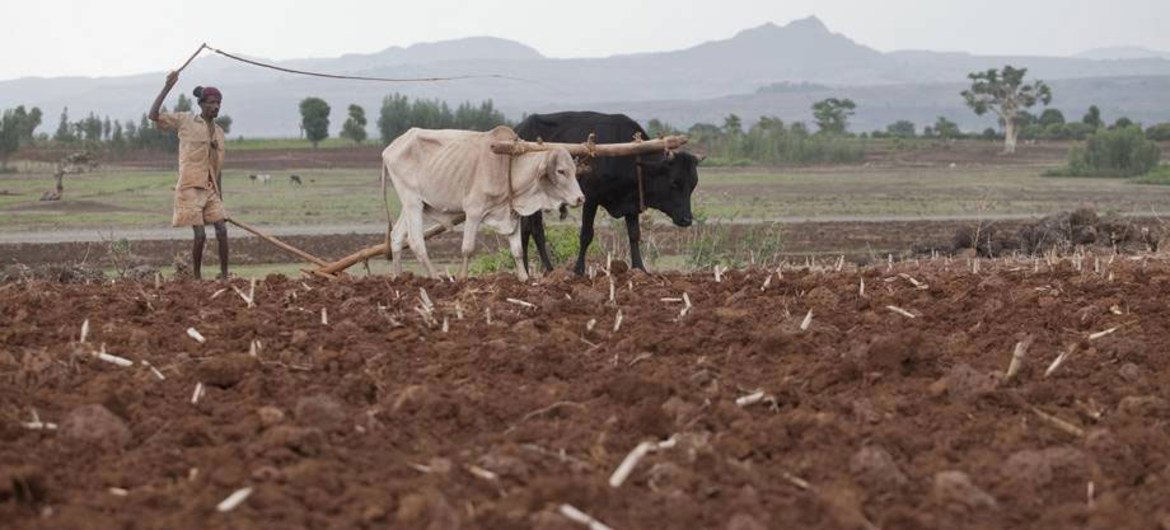 Эрозия почвы приведет к сокращению производства продовольствия 
