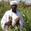 Un agriculteur devant son champ à Ed Damazine, dans l'Etat du Nil bleu, au Soudan. Photo OCHA