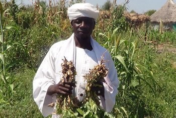 A farmer stands alongside his crops in Ed Damazine, in Sudan’s Blue Nile State.