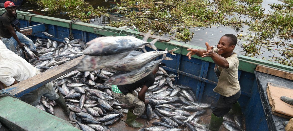 Des pêcheurs déchargent du thon au port de pêche industrielle d'Abidjan, en Côte d'Ivoire.