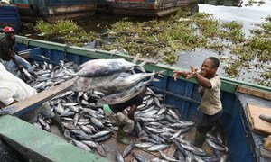 Fishermen offloading tunas at the industrial fish port of Abidjan, Côte d’Ivoire. Photo: FAO/Sia Kambou