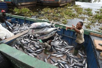 Pesca de atún en el puerto industrial de Abidjan, en Côte d´Ivoire. Foto: FAO/Sia Kambou