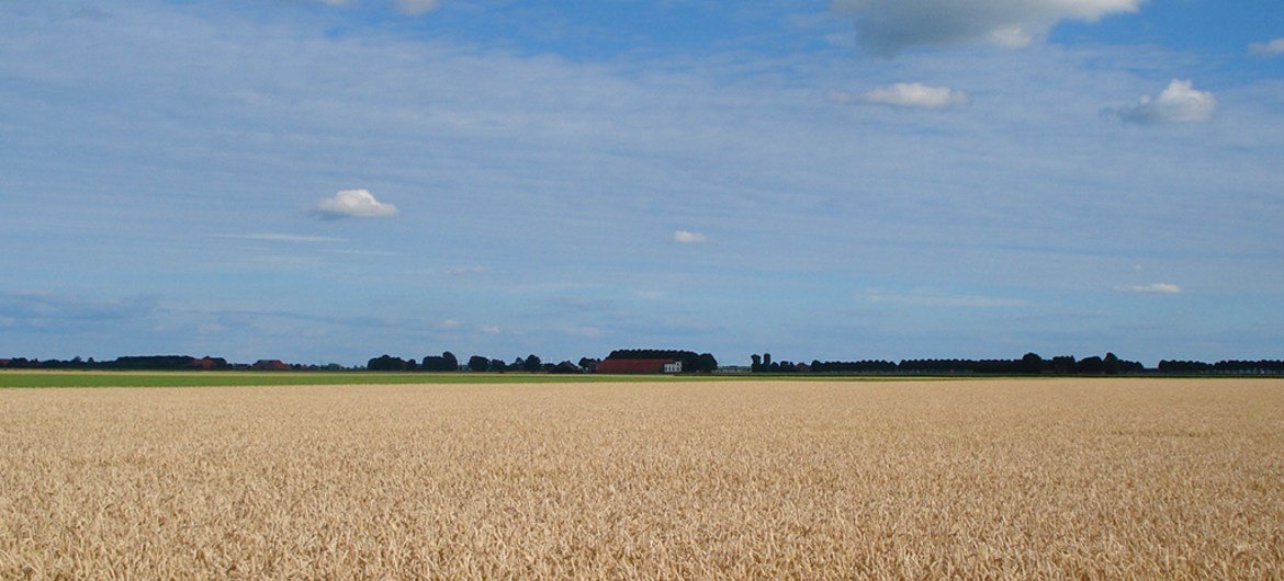 荷兰的农田。粮农组织图片