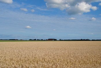 A grain field near the village of Nieuw-Beerta, in the province of Groningen, in the north-east of The Netherlands.