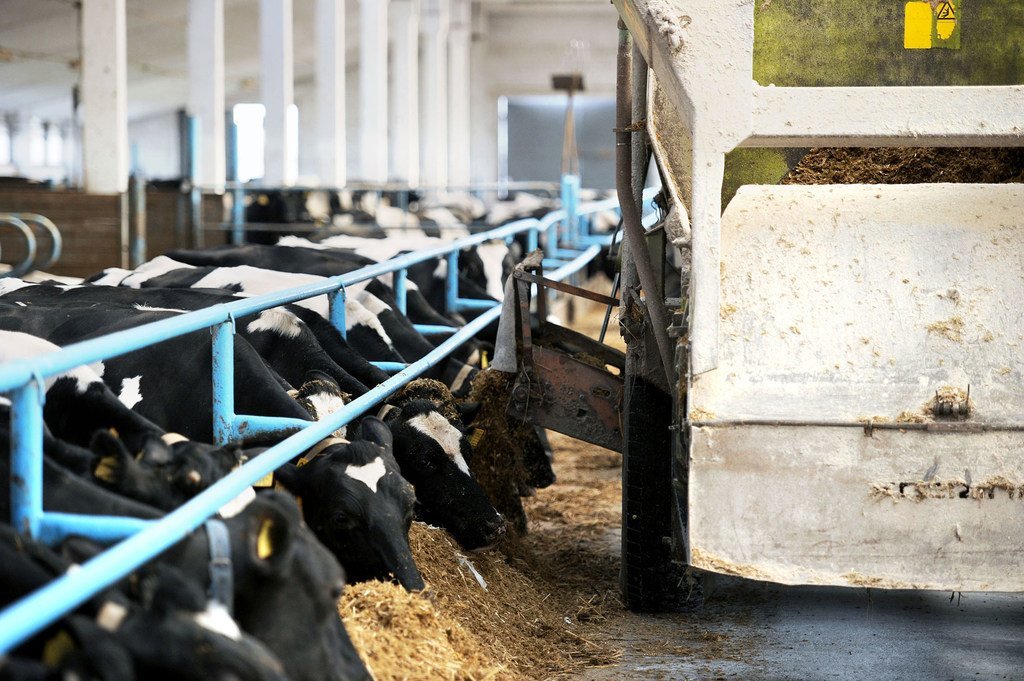 De bonnes pratiques hygiéniques et de santé animale dans les fermes peuvent réduire de manière importante l'utilisation de médicaments antimicrobiens.
