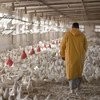 埃及家禽。 由于过度依赖抗菌素，保持农场的卫生状况良好可以帮助阻止抗菌药物耐药性（AMR）的增加