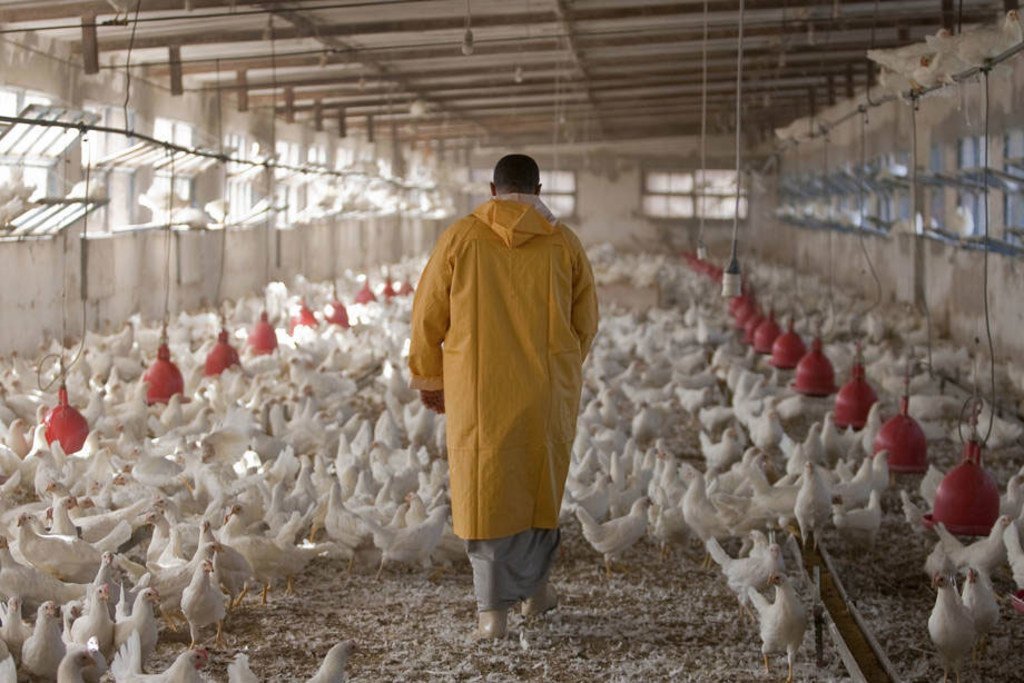 Une opération avicole en Egypte. Une bonne hygiène dans les fermes peut aider à endiguer l'augmentation de la résistance aux antimicrobiens (RAM) en raison de la dépendance excessive aux antimicrobiens.